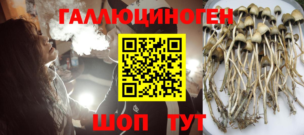 Черкесск  Псилоцибиновые грибы Psilocybine cubensis  Вход с VPN  Галлюциногенные грибы Psilocybe 